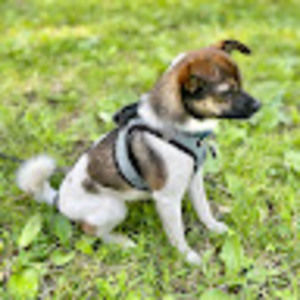 Meet your Posher, Alice